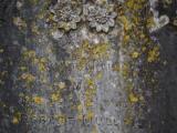 image of grave number 919702